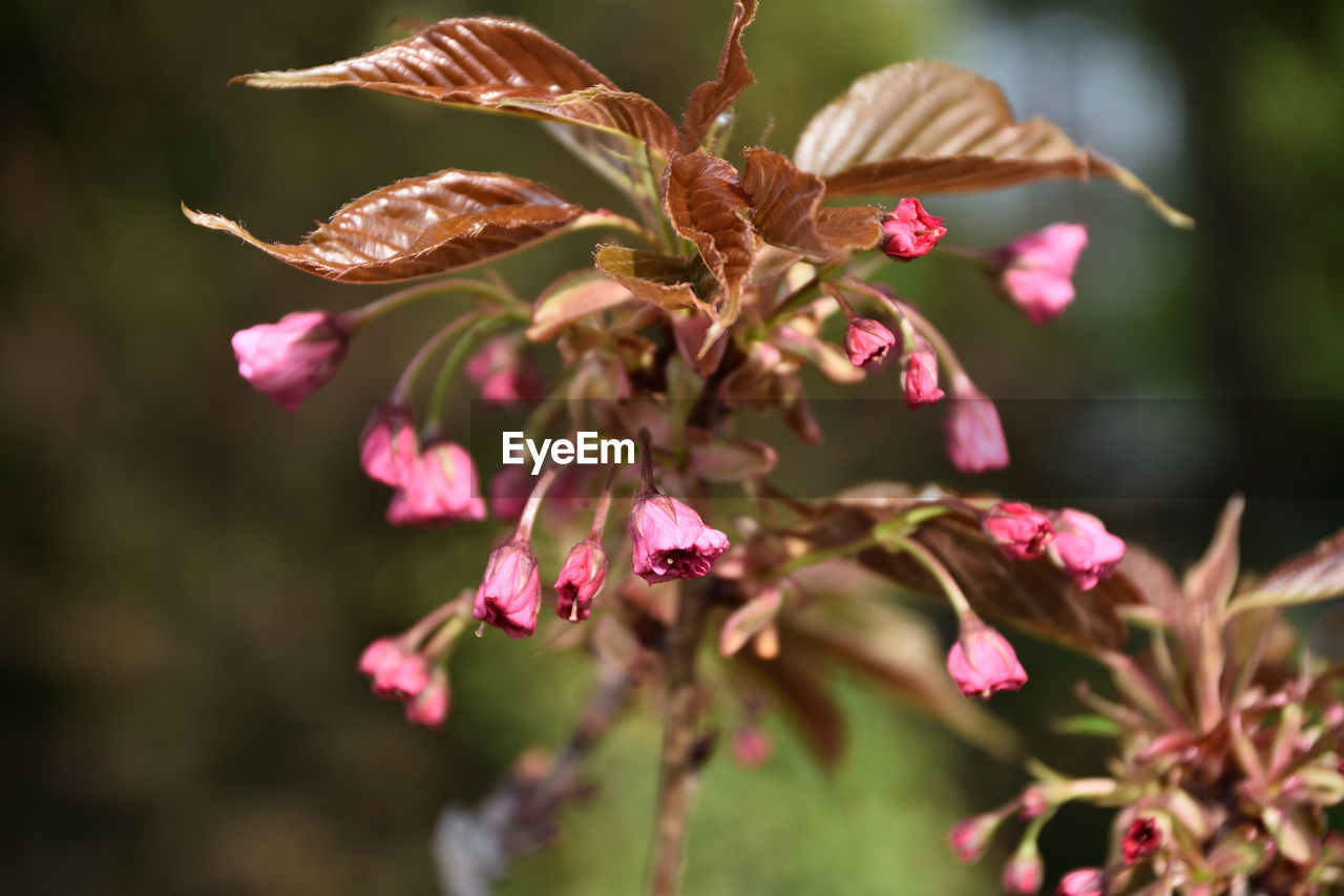 Close-up of pink flowering plant