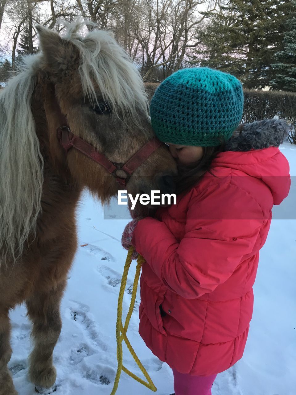 FULL LENGTH OF A HORSE ON SNOW