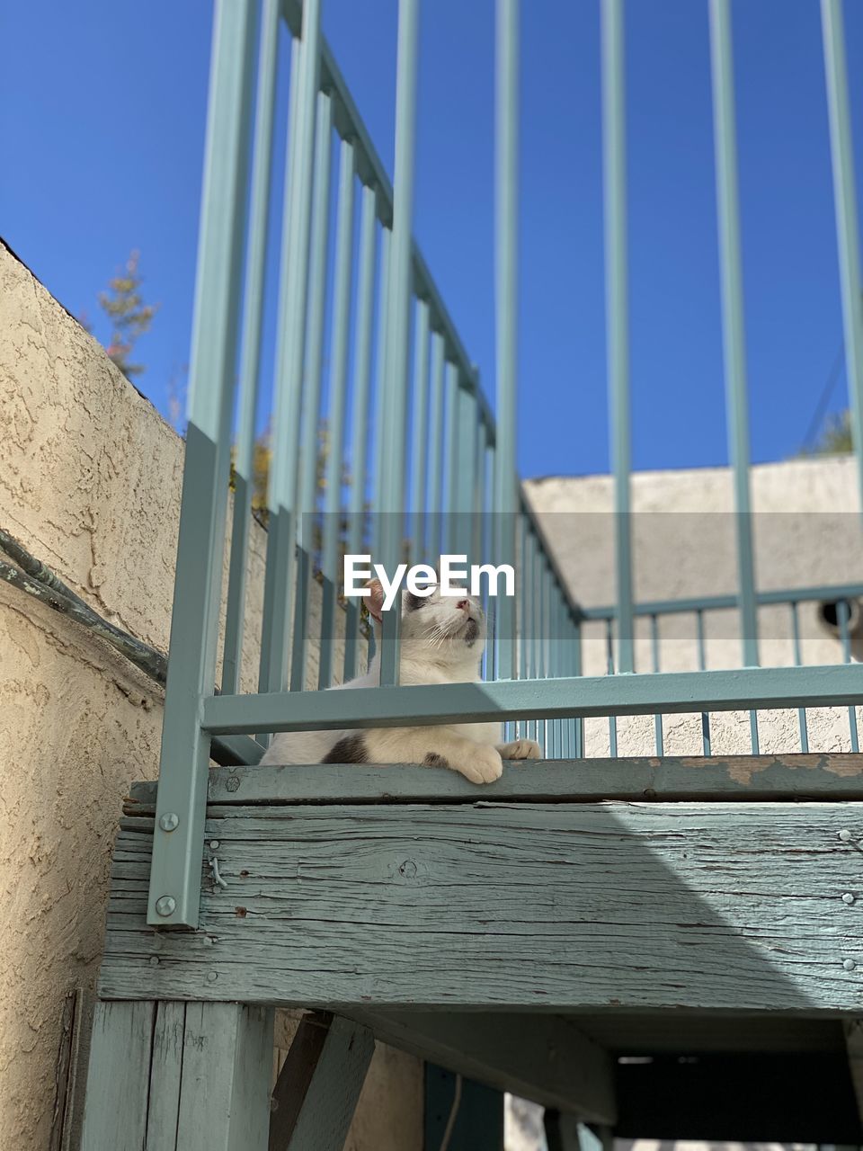 LOW ANGLE VIEW OF DOG SITTING AGAINST RAILING