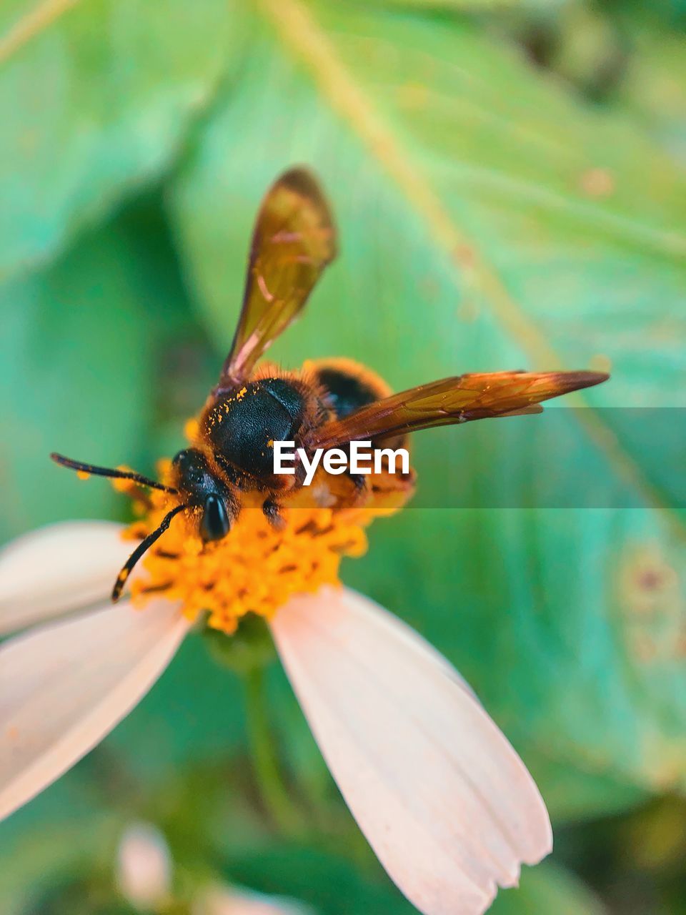 CLOSE-UP OF HONEY BEE POLLINATING ON FLOWER