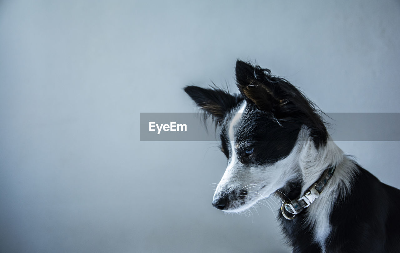 Close-up of a dog looking away