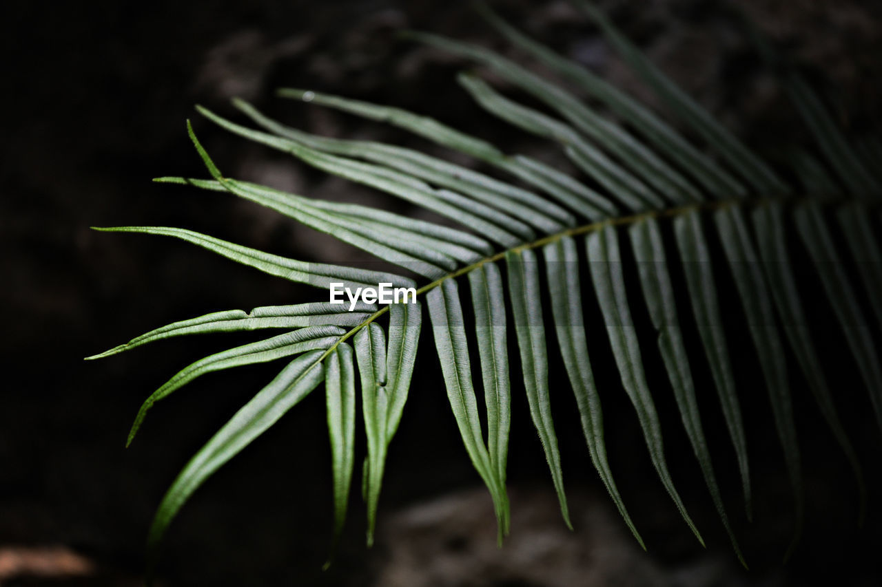 Close-up of drops on fern