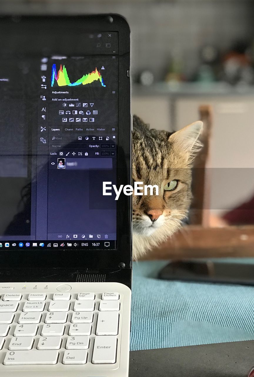 CAT LOOKING AT CAMERA WHILE SITTING IN MIRROR