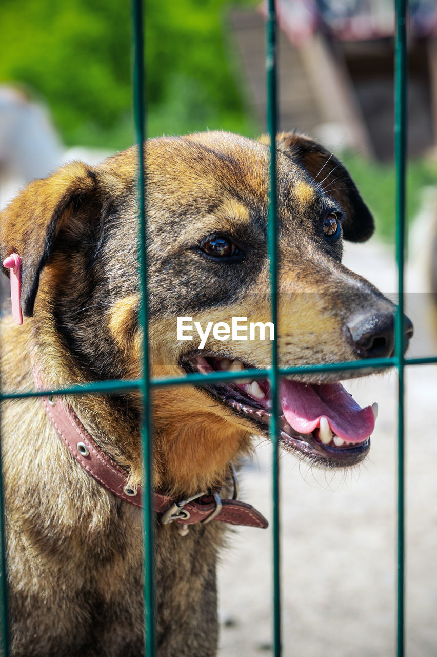 Dog in animal shelter waiting for adoption. portrait of homeless dog in animal shelter cage. 