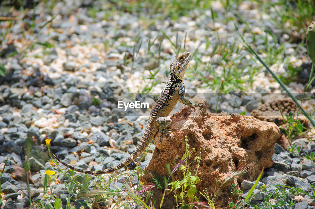 View of lizard on rock