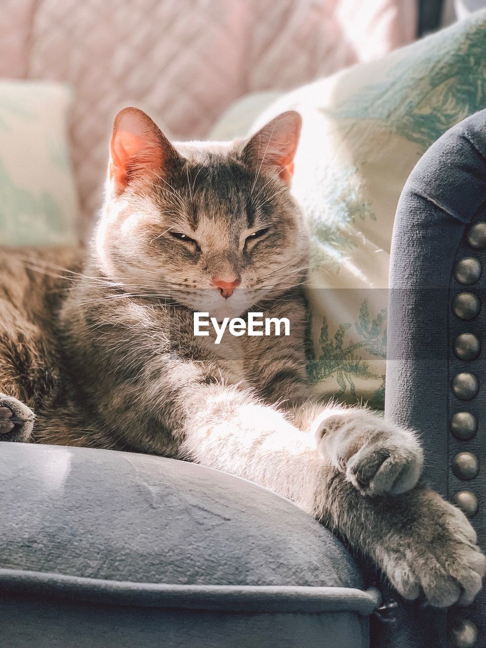 Close-up of cat sleeping on sofa