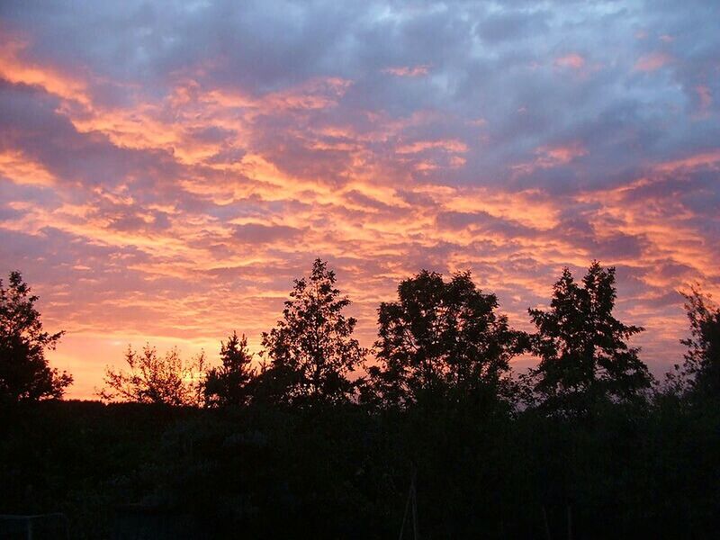 SILHOUETTE OF TREES AGAINST DRAMATIC SKY