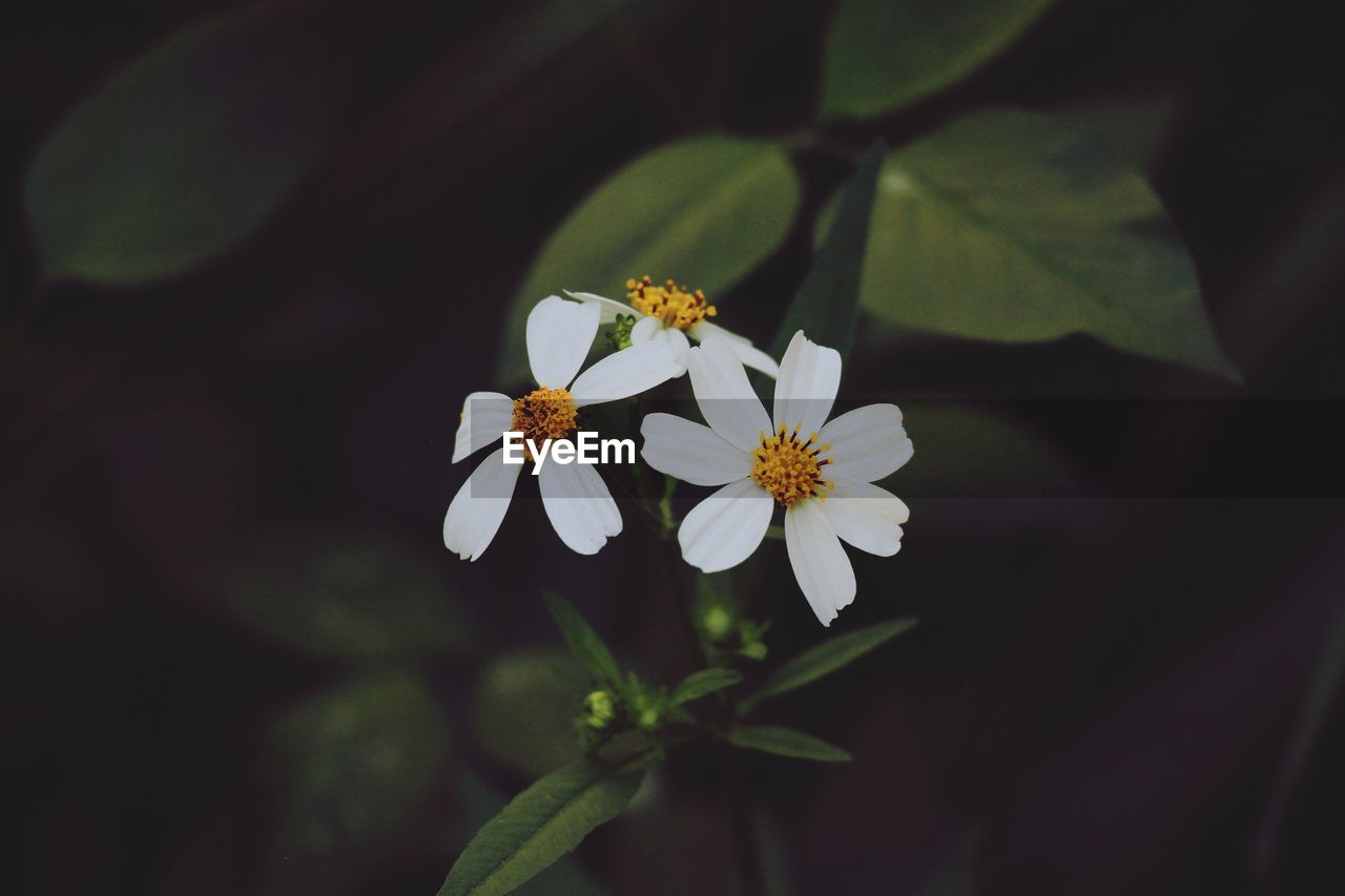 CLOSE-UP OF FLOWERING PLANT