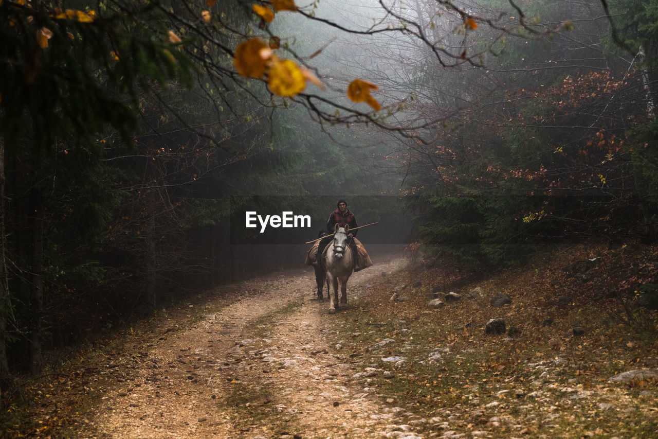 Rear view of man riding a horse, on a foggy autumn day in the countryside.