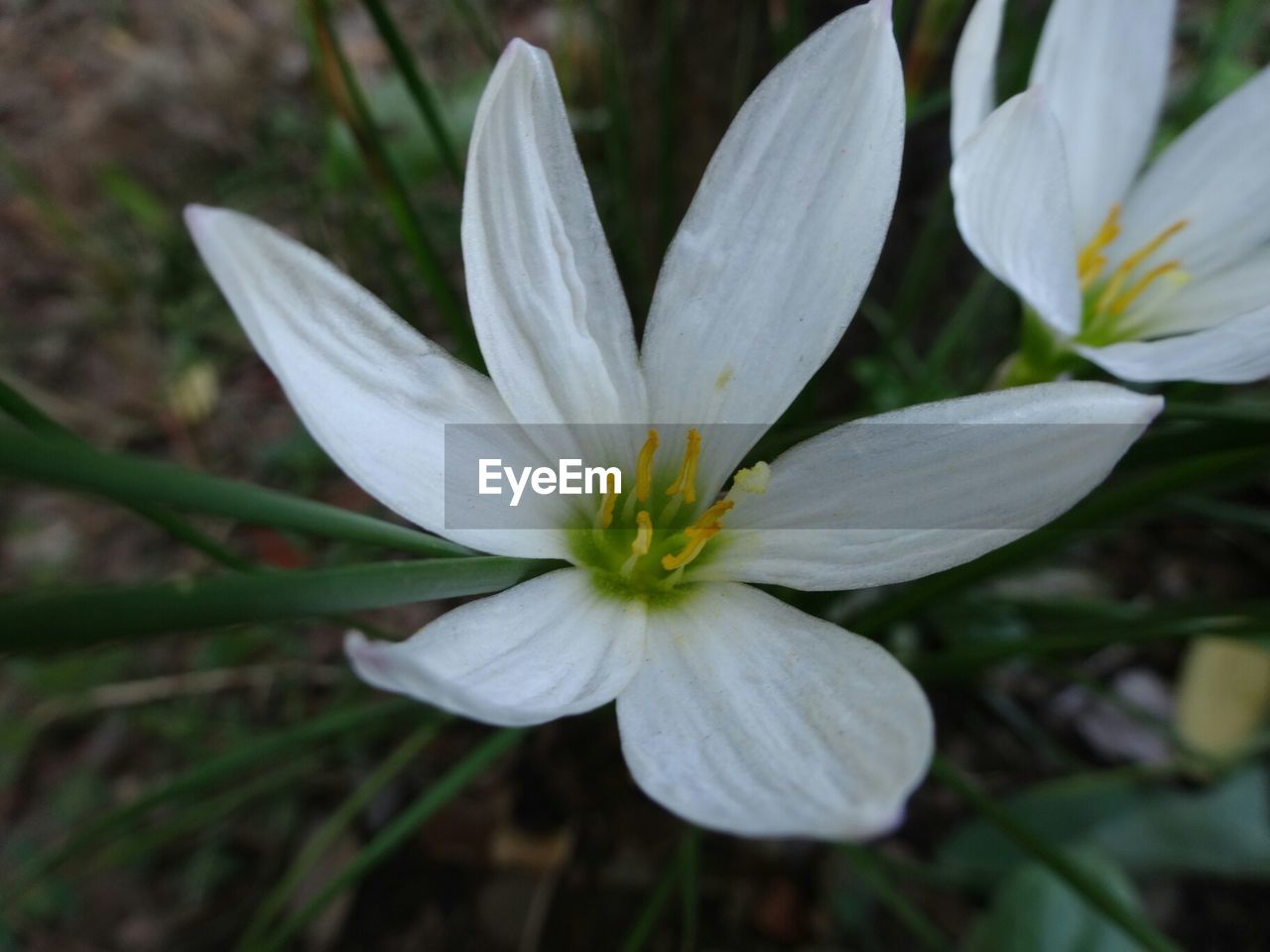 CLOSE-UP OF WHITE FLOWERS