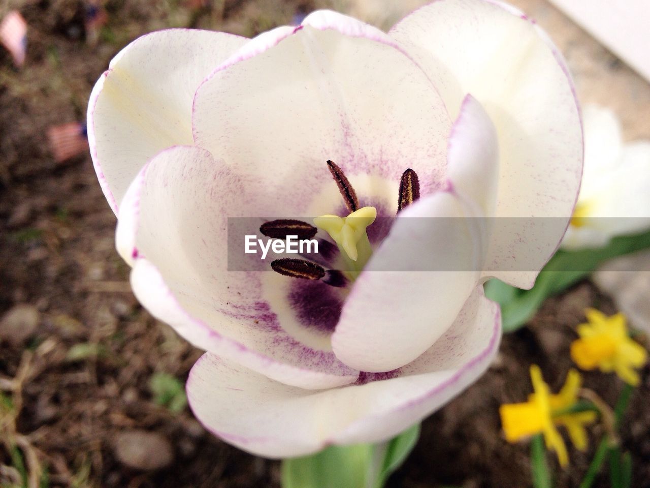 Close-up of white flowers