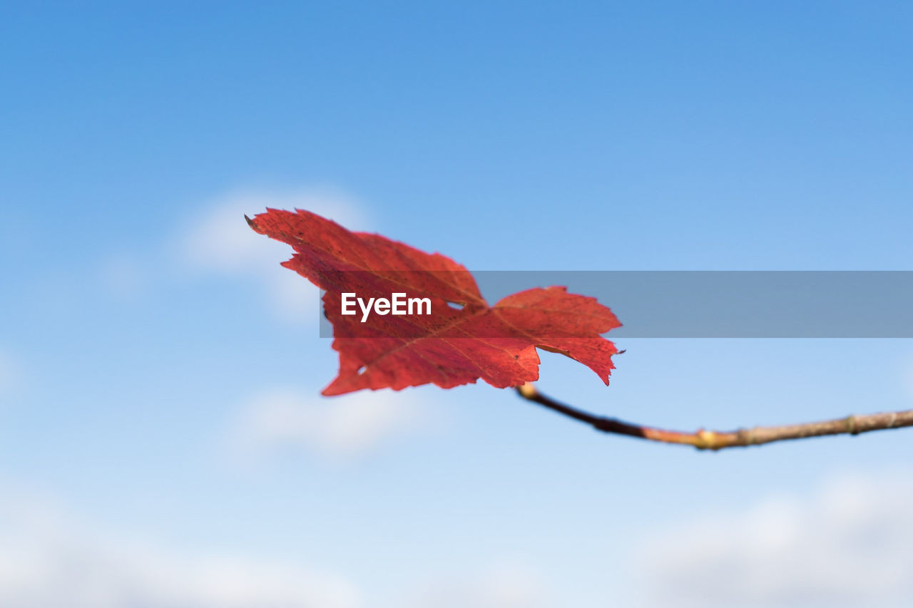 Low angle view of maple leaf against clear sky