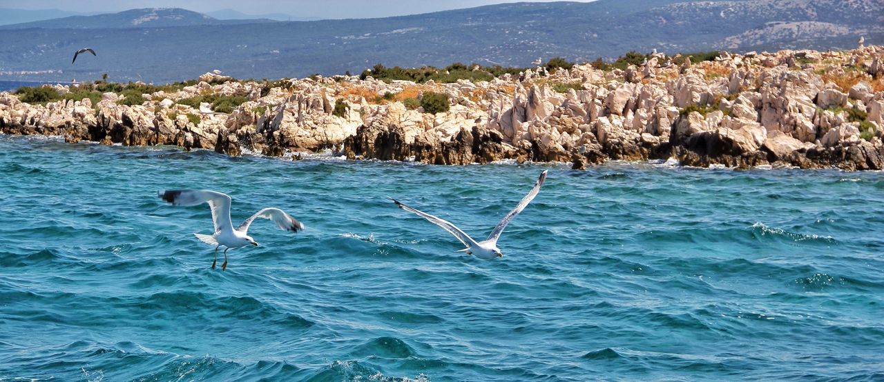Panoramic view of seagulls flying over sea