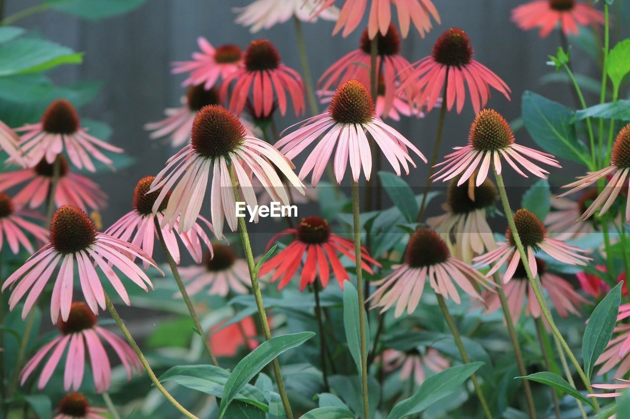 Close-up of eastern purple coneflowers blooming outdoors