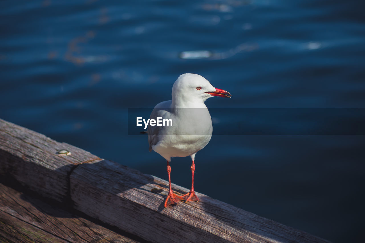 Seagull perching on wooden post