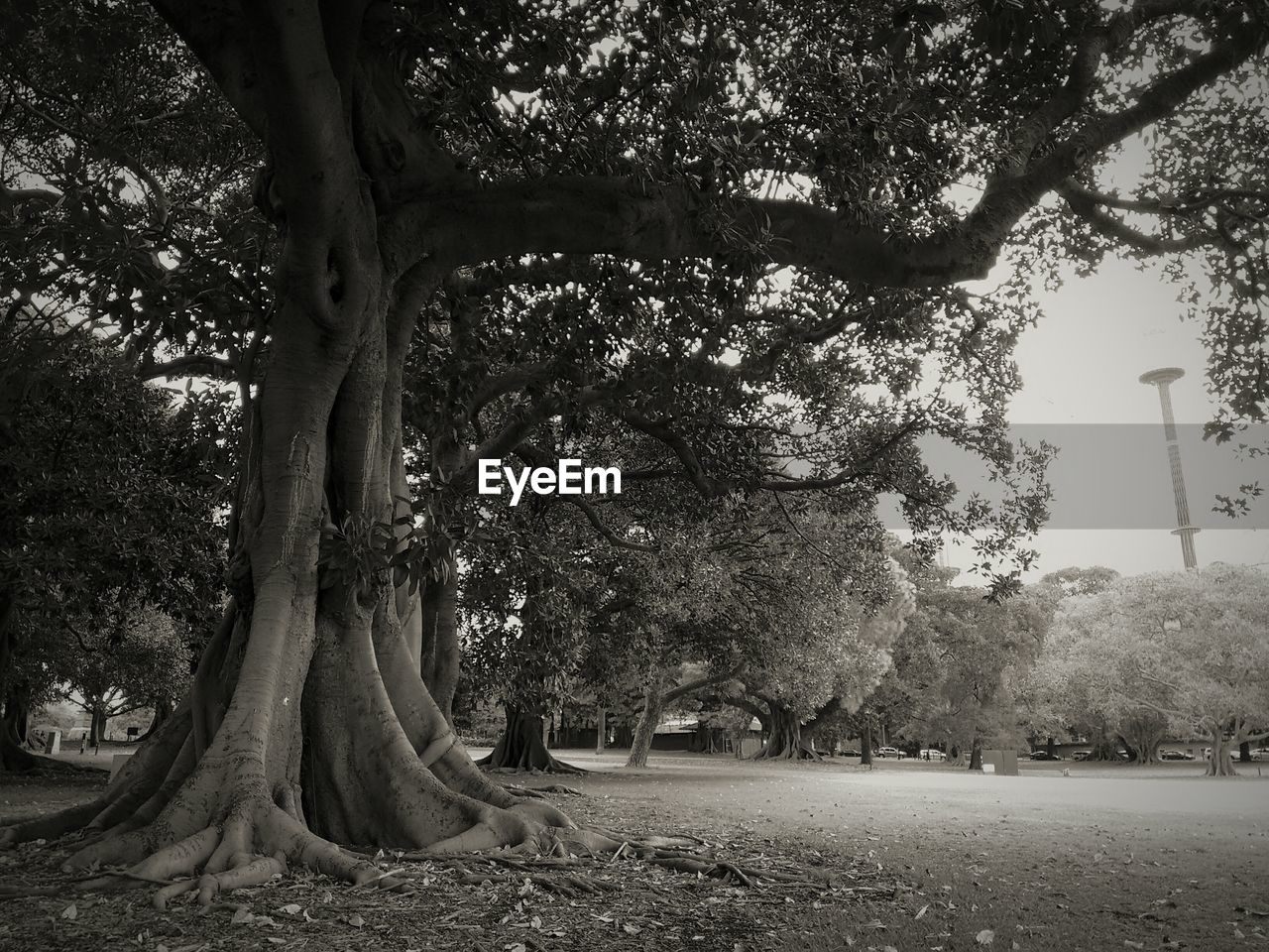 BARE TREES IN PARK