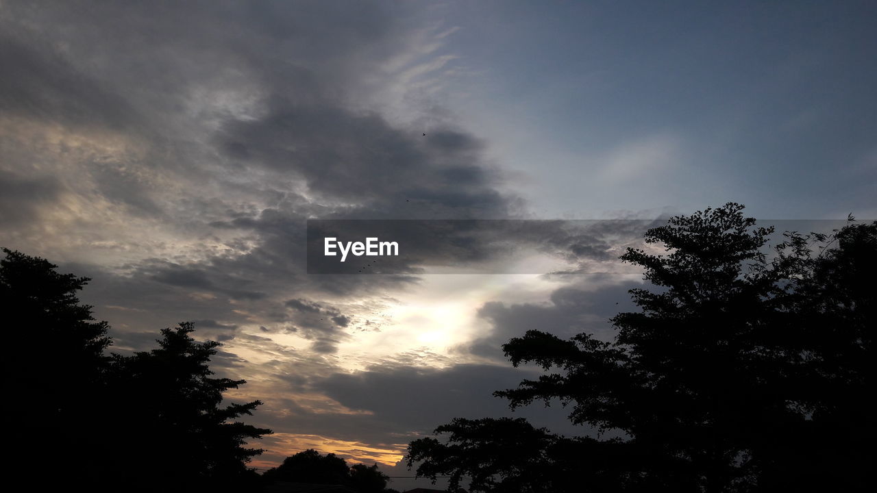 LOW ANGLE VIEW OF TREES AGAINST DRAMATIC SKY