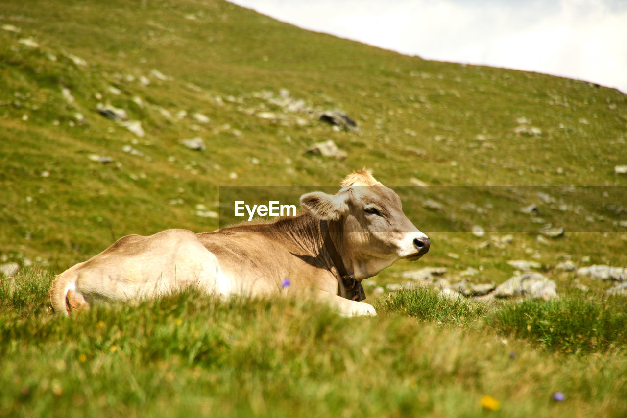 Cow in a field