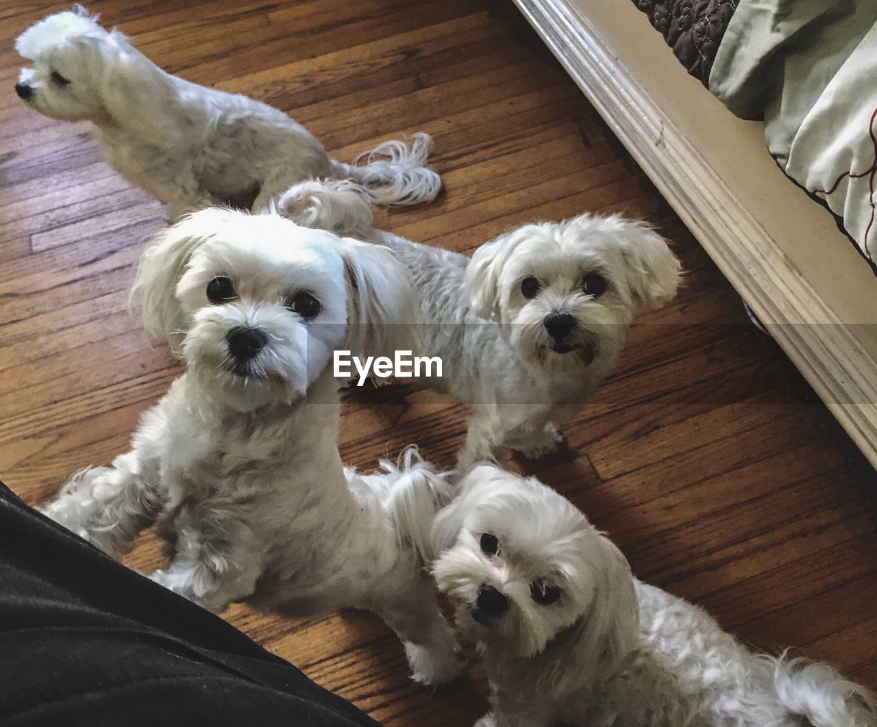 HIGH ANGLE VIEW OF TWO DOGS ON FLOOR