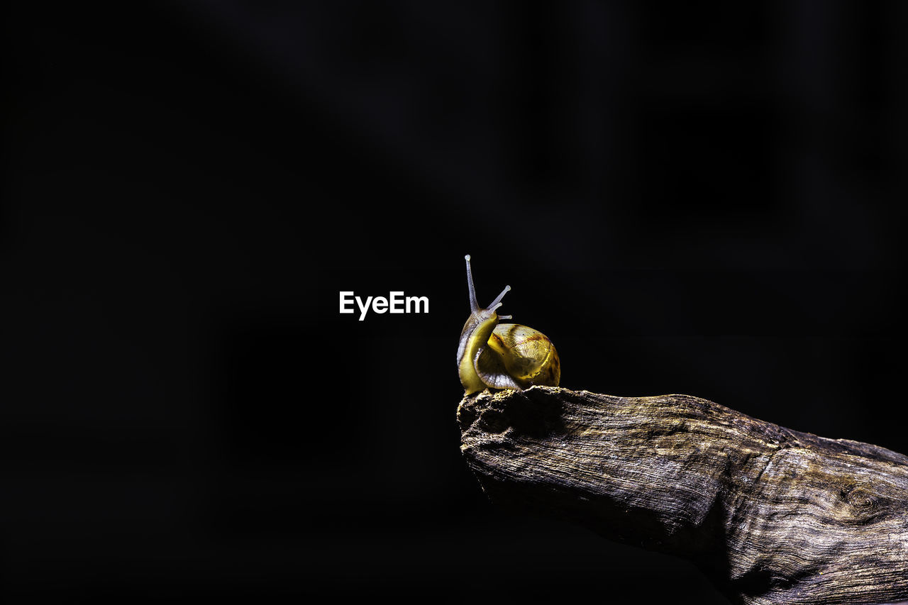 Close-up of snail on wood