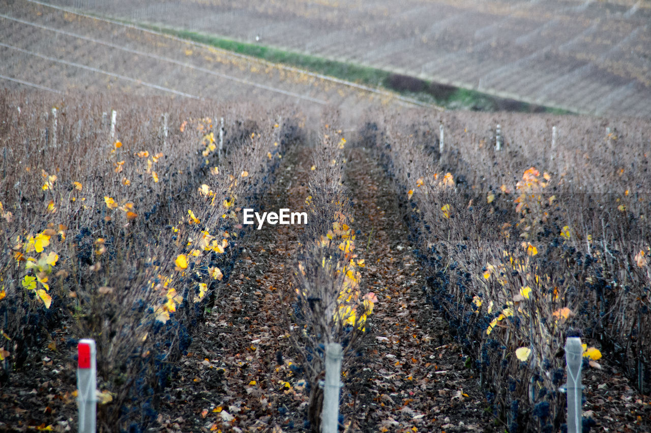 Wineyard in celles sur ource