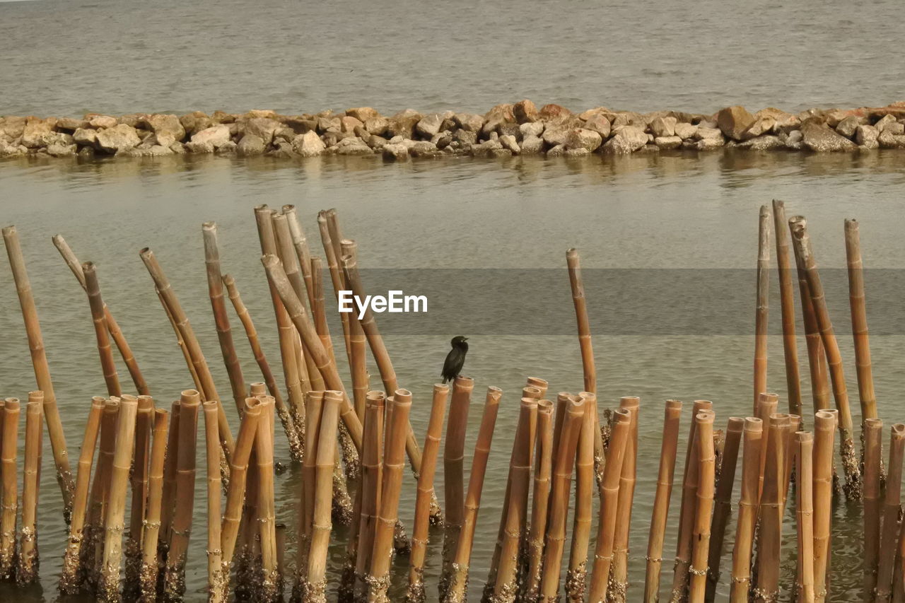 BIRDS PERCHING ON WOODEN POST