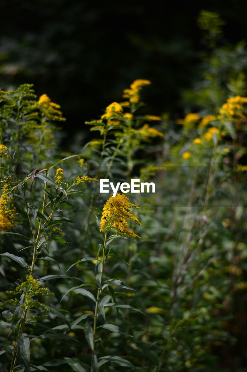 CLOSE-UP OF YELLOW FLOWERING PLANT ON LAND