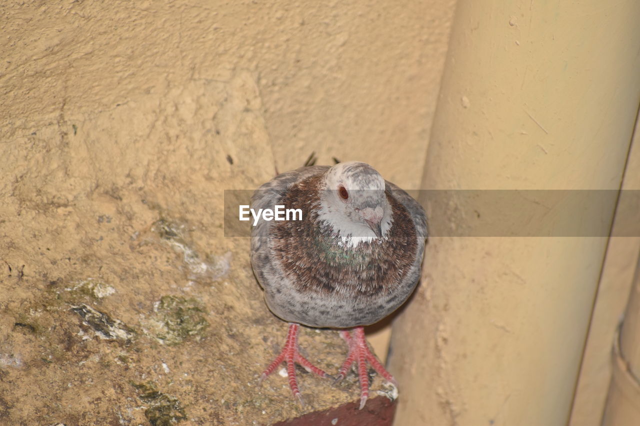 HIGH ANGLE VIEW OF BIRD PERCHING ON WALL