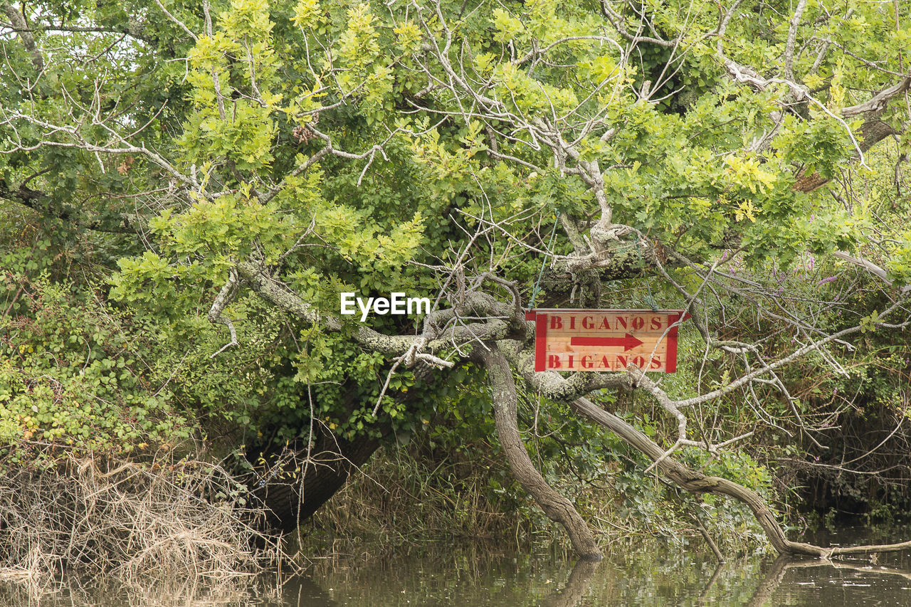 INFORMATION SIGN ON TREE