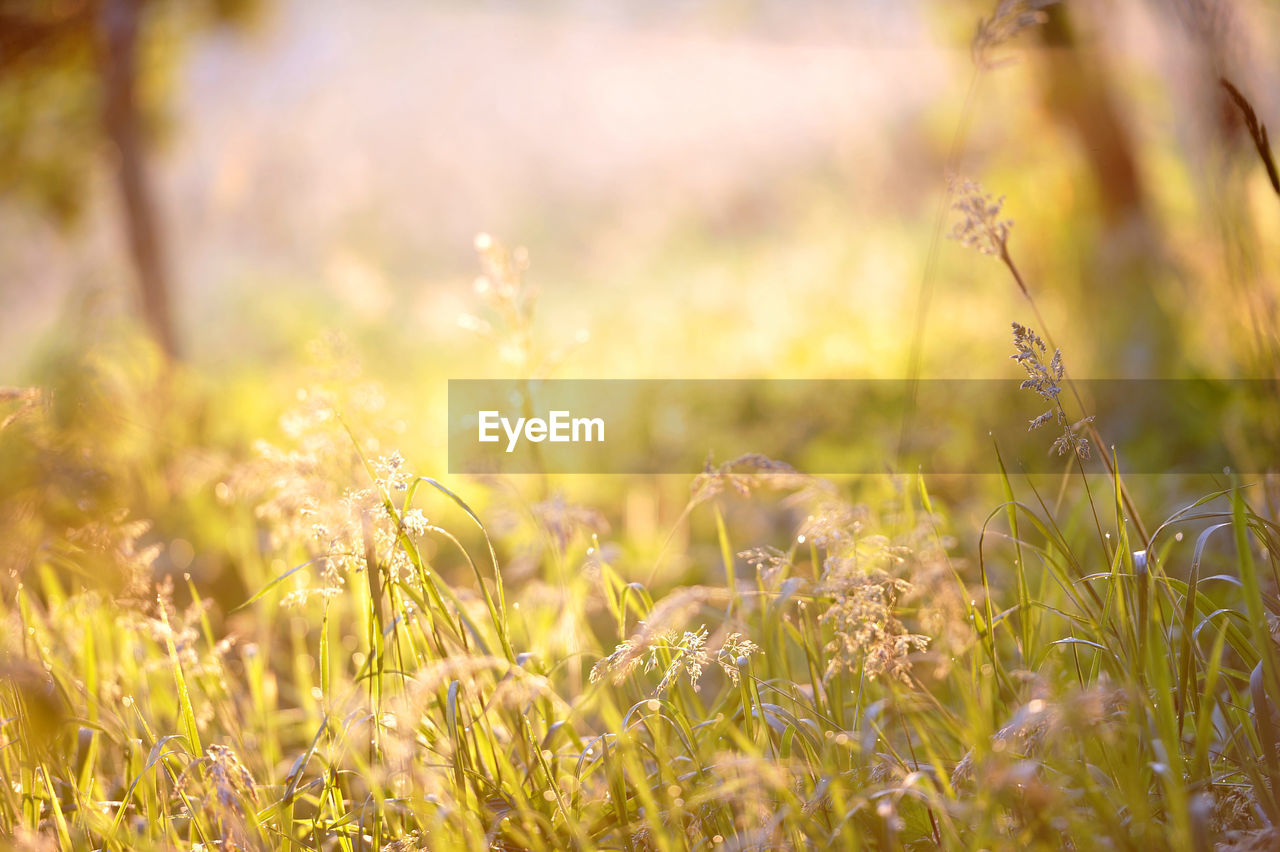 CLOSE-UP OF WHEAT IN FIELD