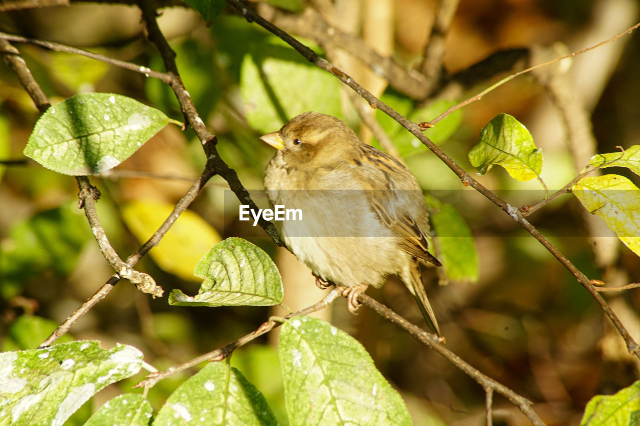 CLOSE-UP OF BIRD PERCHING ON A TREE