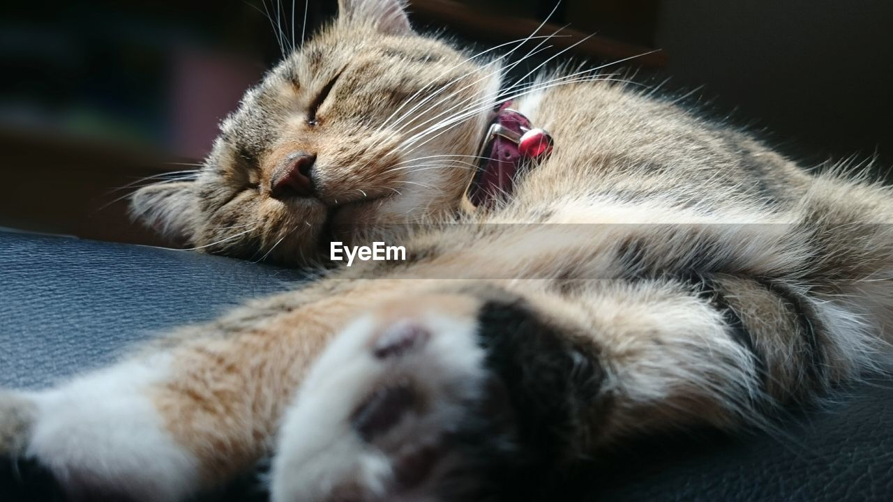 CLOSE-UP OF CAT SLEEPING ON CARPET