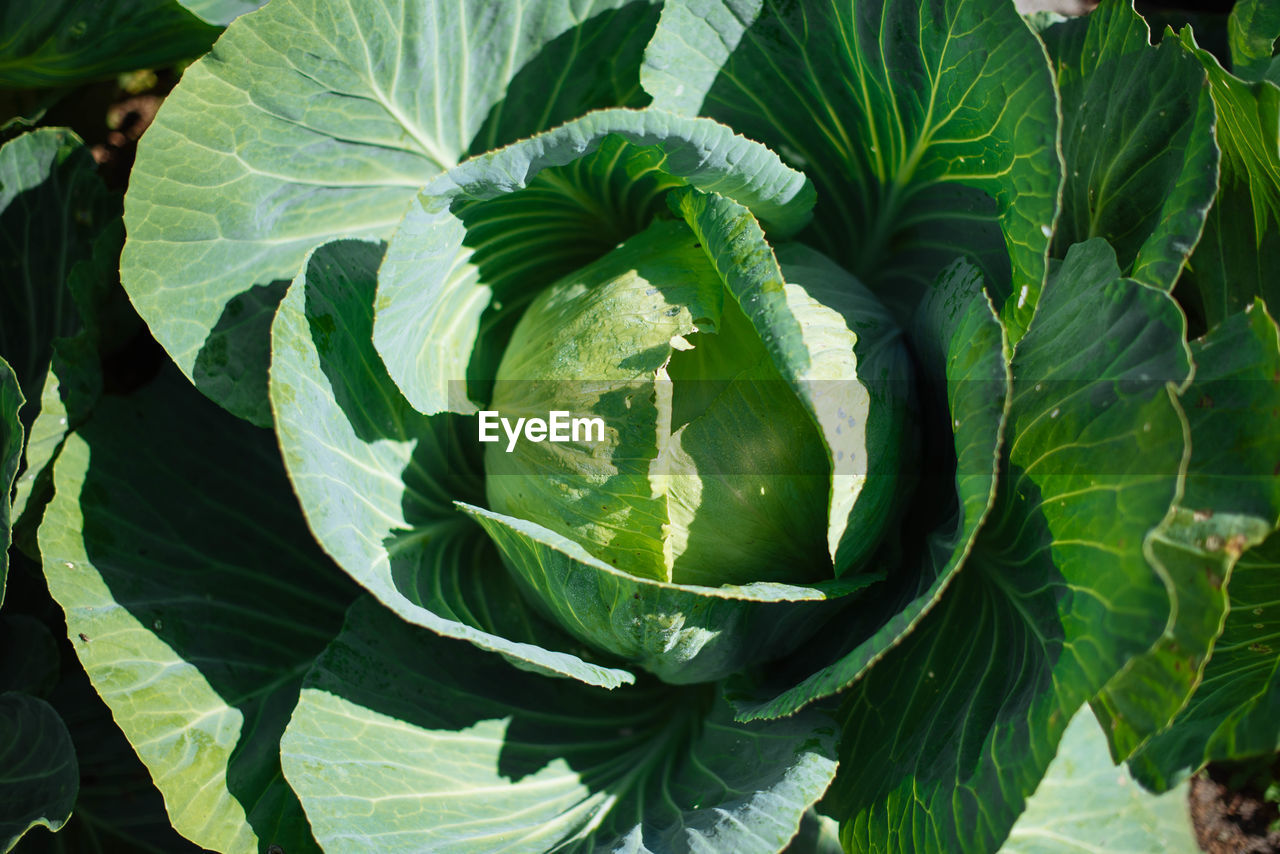 Directly above shot of cabbage growing on field