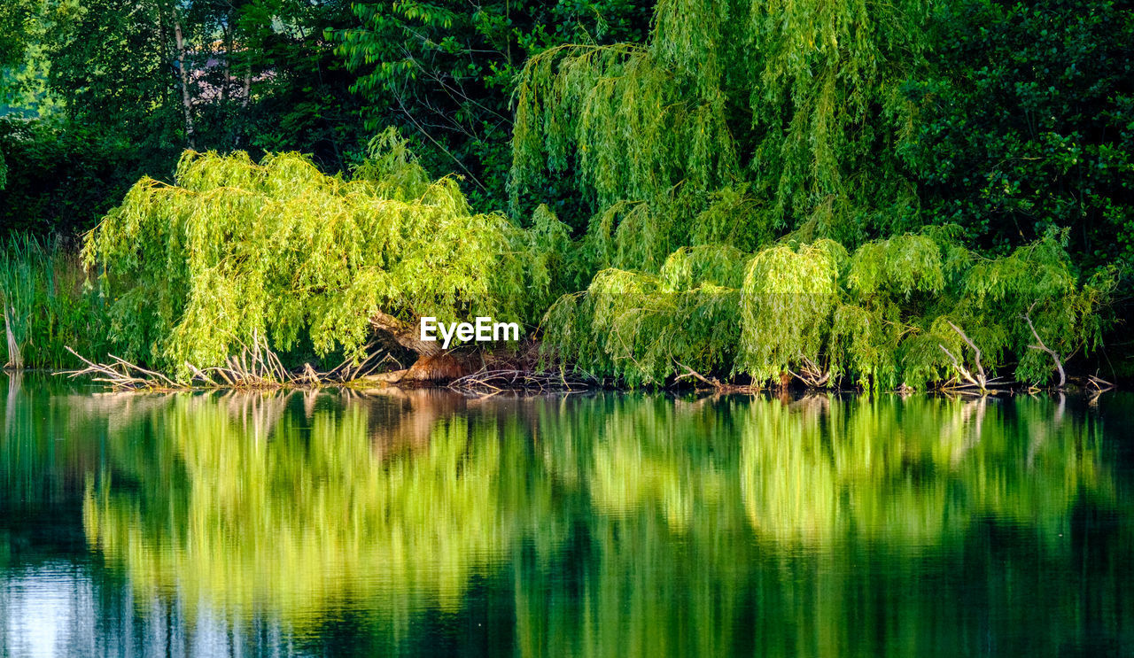 Scenic view of lake in forest