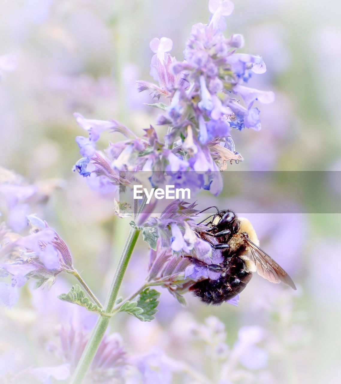 Close-up of bee on purple flower