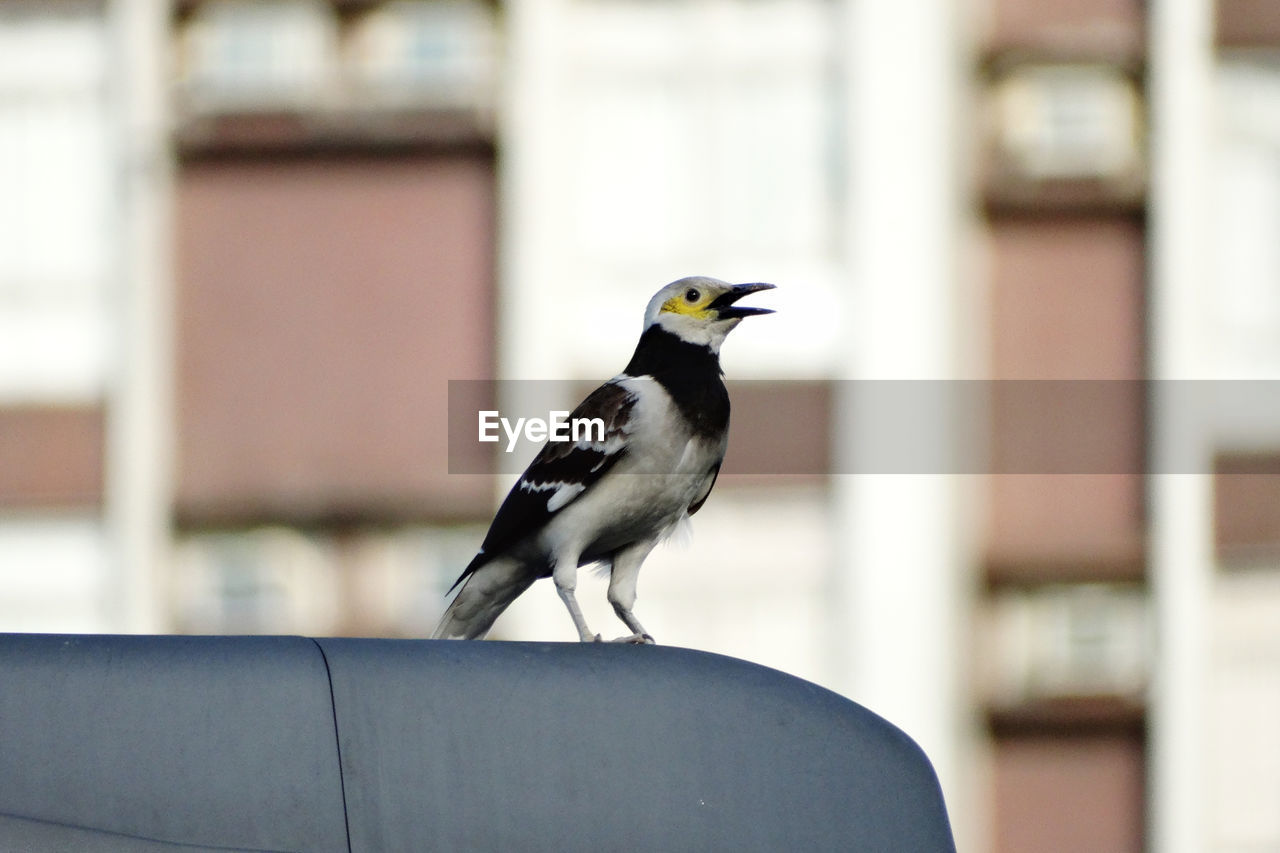 SIDE VIEW OF BIRD PERCHING ON RETAINING WALL