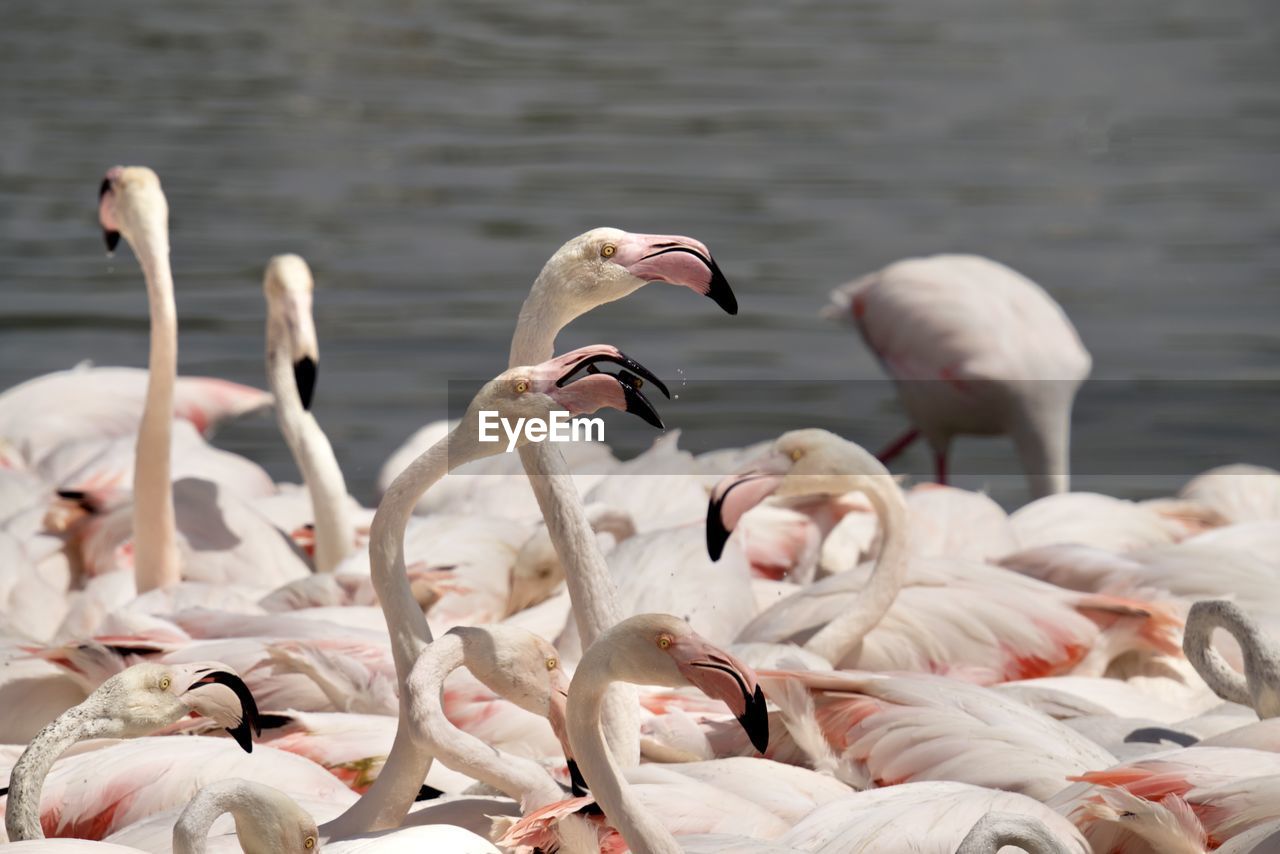 Birds in lake- greater flamingos 