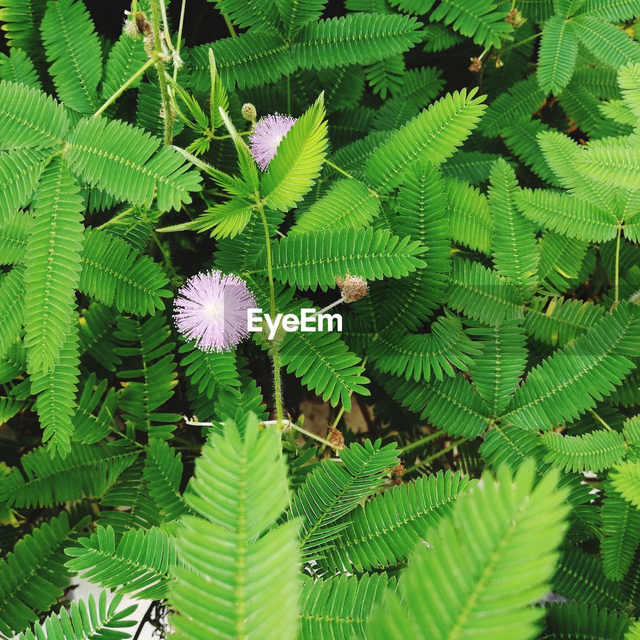 High angle view of flowering plant