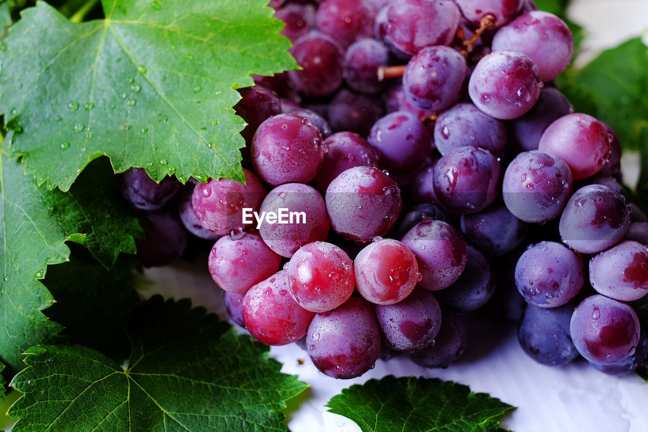 CLOSE-UP OF GRAPES GROWING ON PLANT