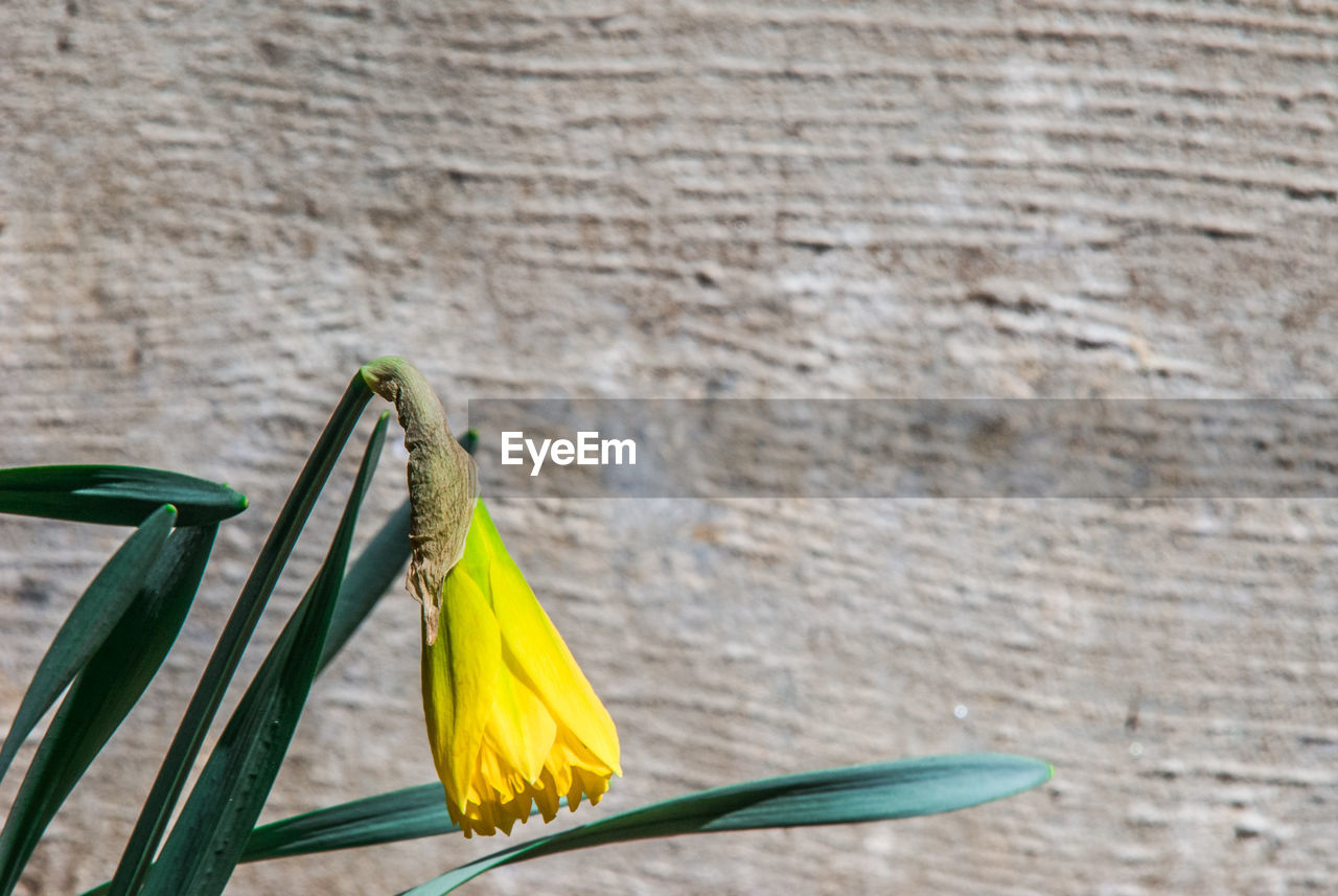 Close-up of yellow daffodil blooming against wall