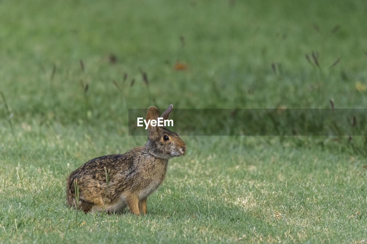 SQUIRREL ON A FIELD