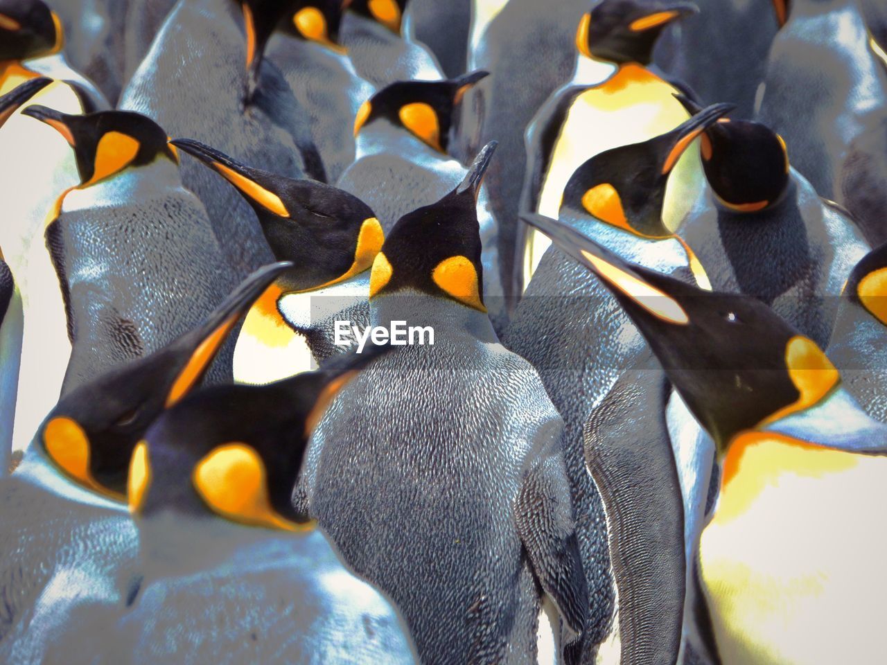 HIGH ANGLE VIEW OF BIRDS IN PARK