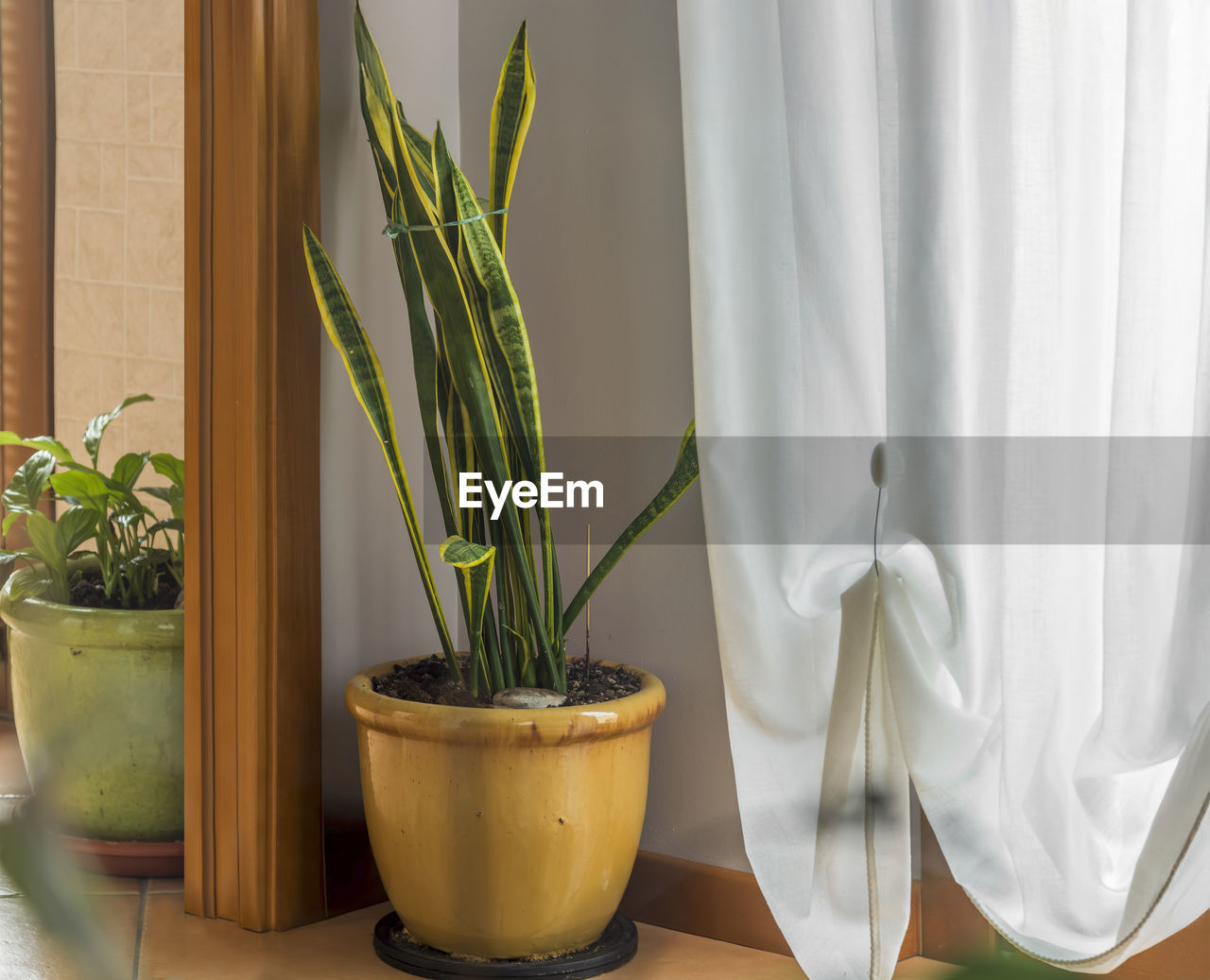 plant, potted plant, nature, indoors, flowerpot, flower, growth, no people, curtain, houseplant, window, home interior, interior design, floristry, green, leaf, succulent plant, plant part