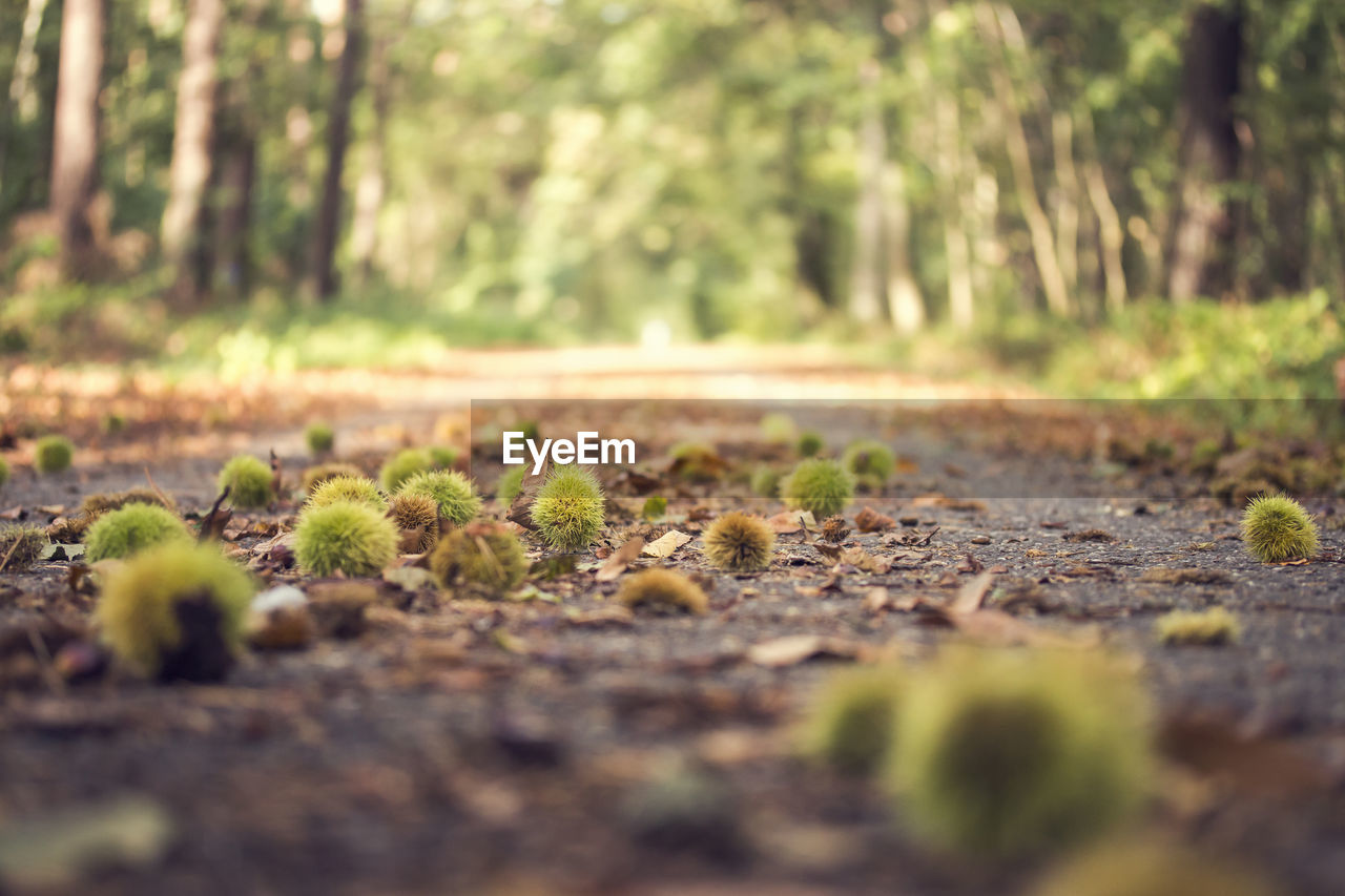 SURFACE LEVEL OF PLANTS ON GROUND