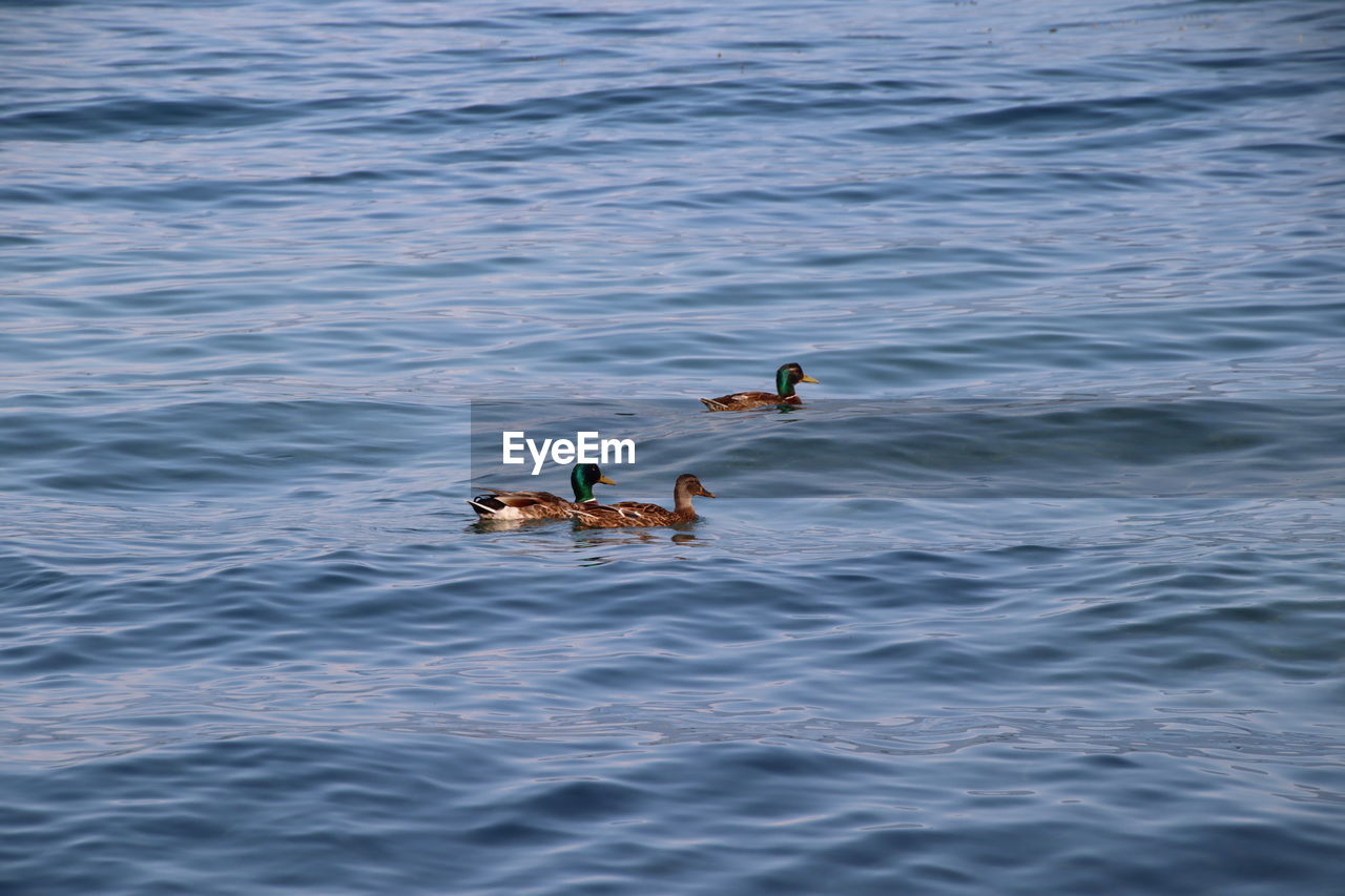 VIEW OF DUCKS IN LAKE
