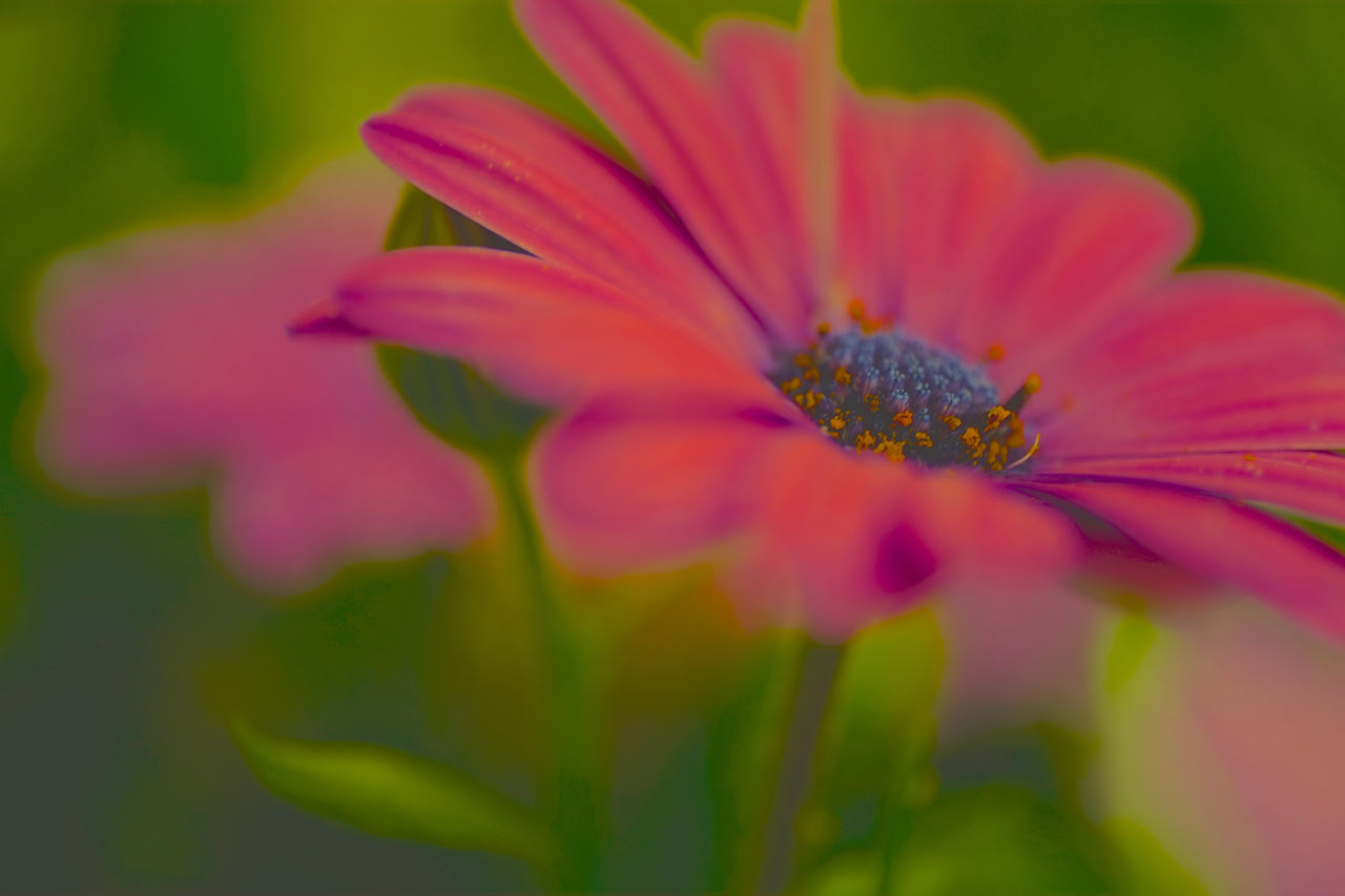 CLOSE-UP OF PINK COSMOS BLOOMING OUTDOORS