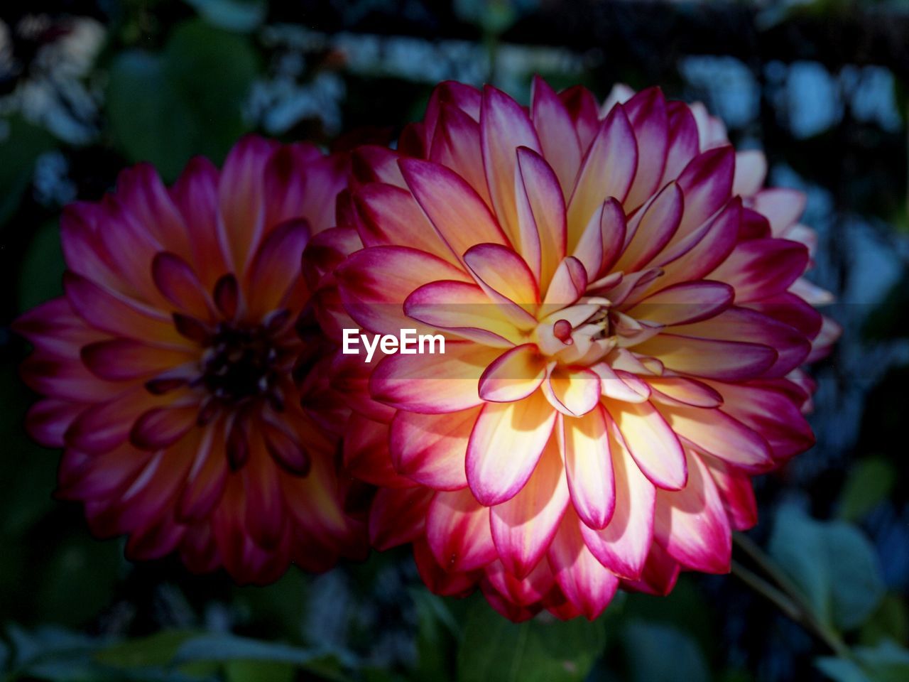 Close-up of flowers blooming outdoors