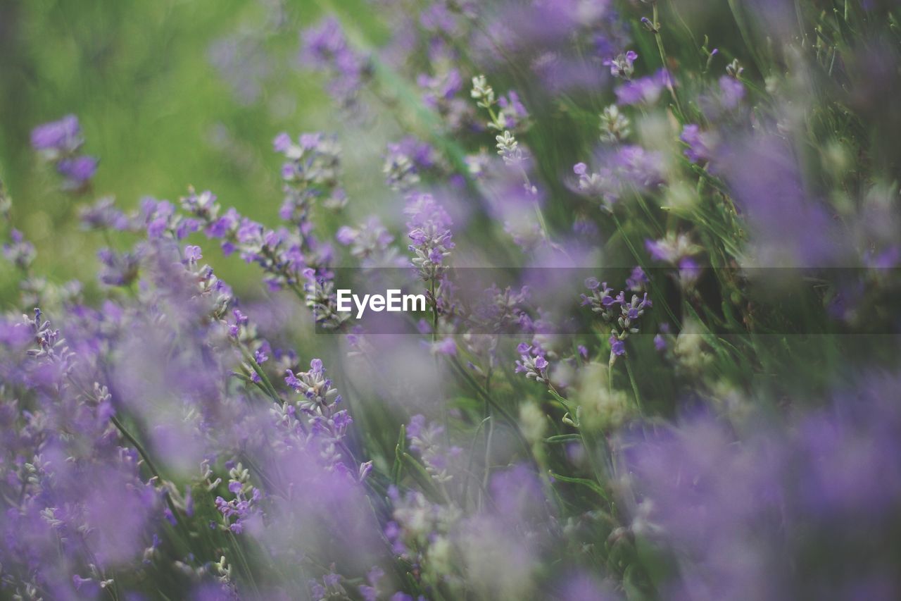 Close-up of purple flowering plants on field