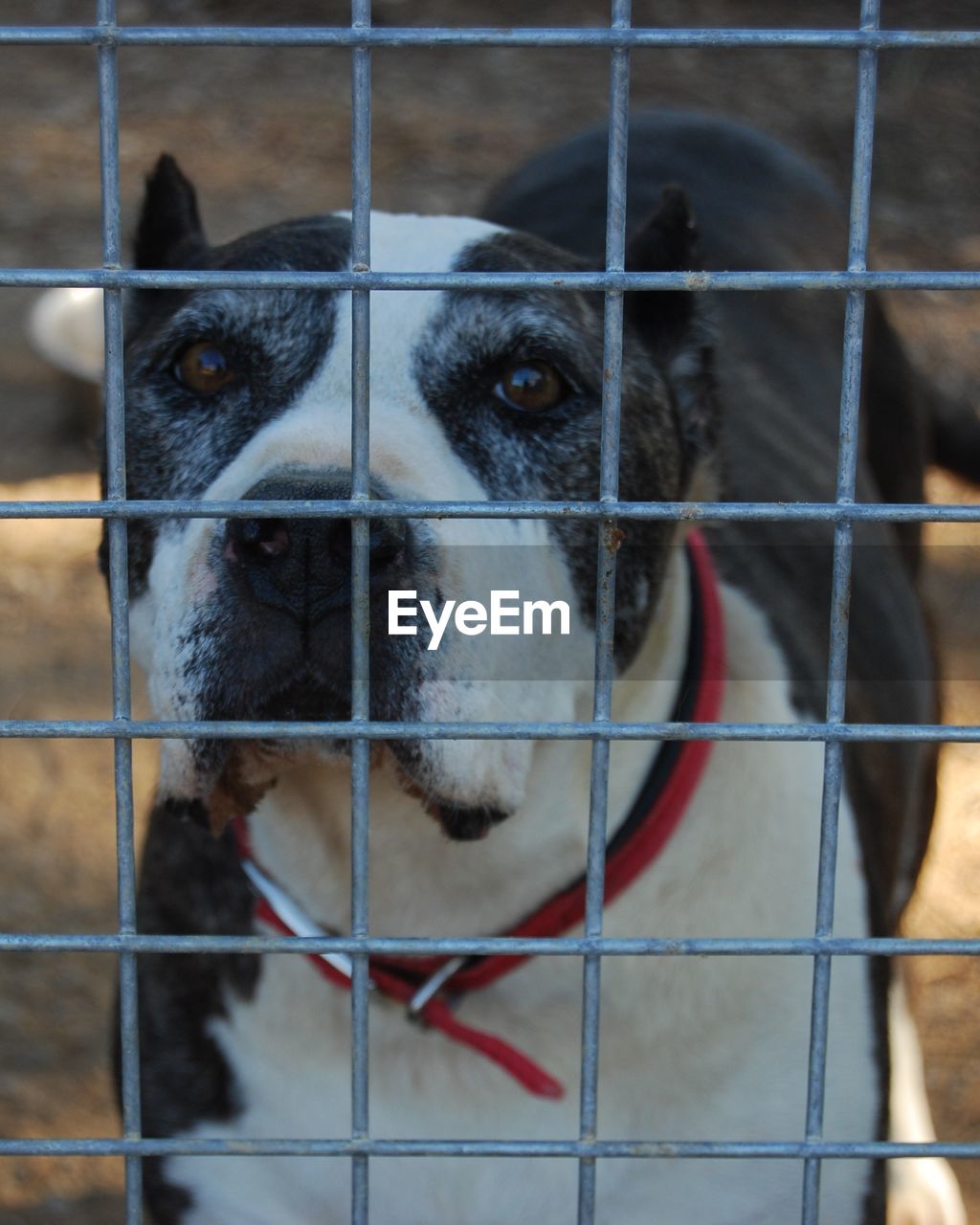 CLOSE-UP OF DOG IN CAGE