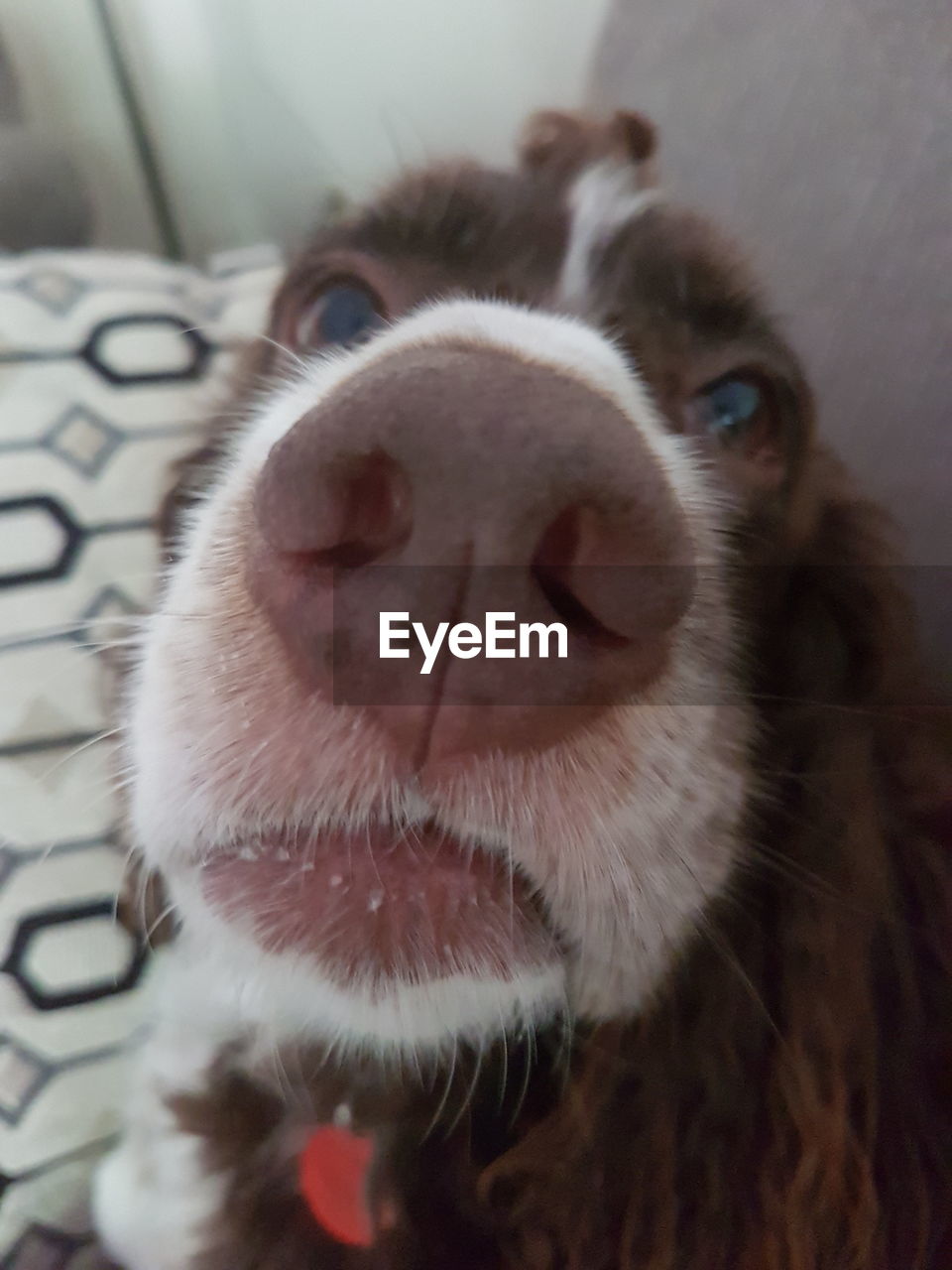 CLOSE-UP PORTRAIT OF DOG WITH EYES